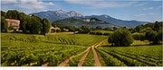 Estates & vineyards