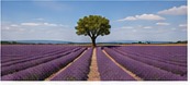 Lavender fields in Provence